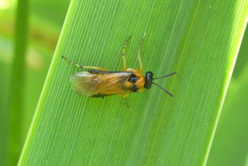 Réf. 235 073 : Athalia rosae